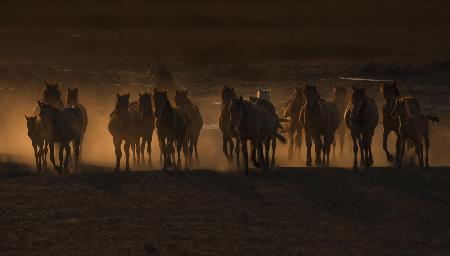 Beautiful The Country of Horses /