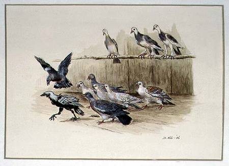 The Jackdaw and the Doves à Randolph Caldecott