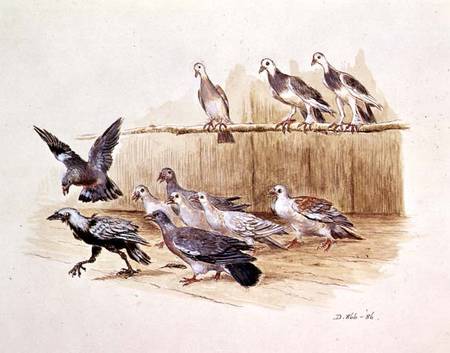 The Jackdaw and the Doves (sketch) à Randolph Caldecott