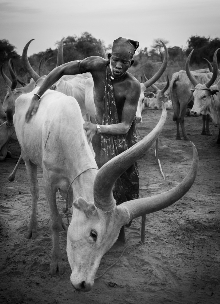 Mundari and cow, South Sudan à Raul Cacho Oses