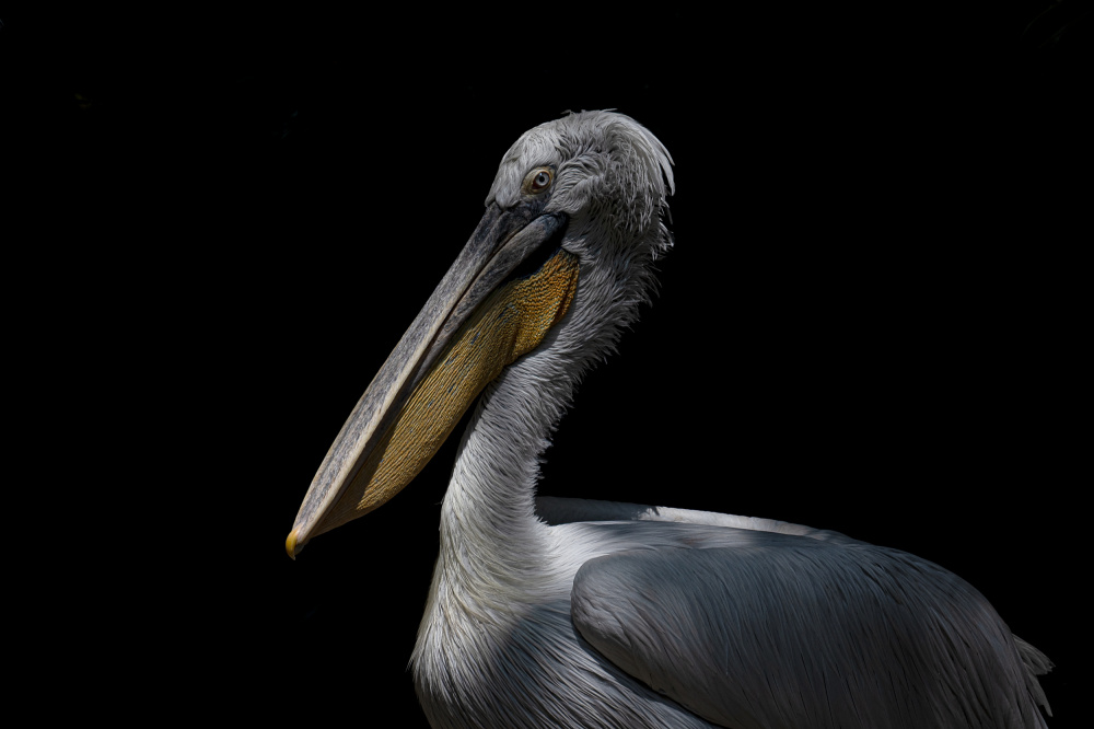 Pelican à Ravi Sankar