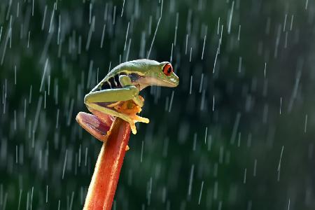 Red eye tree frog in the  rain