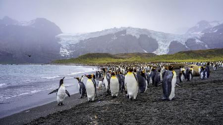 The King Penguins‘ Habitat in South Georgia Island