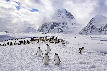 The Penguins Natual Habitat in Antarctica
