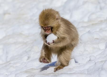 The Little Japanese Macaques Playing with Snowball