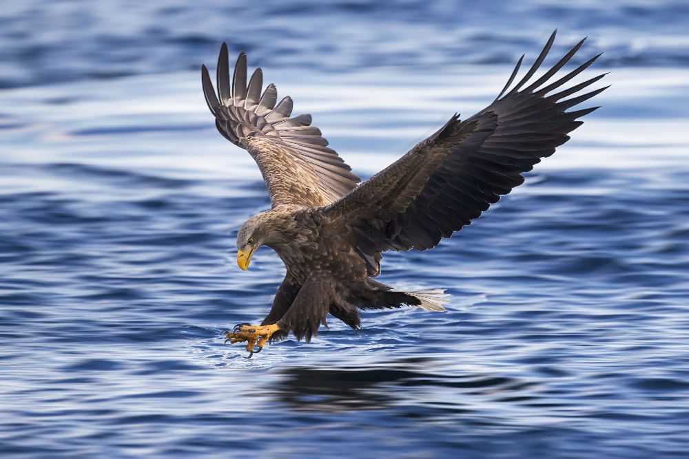 White-tailed Eagle à Raymond Ren Rong