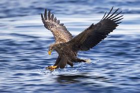 White-tailed Eagle