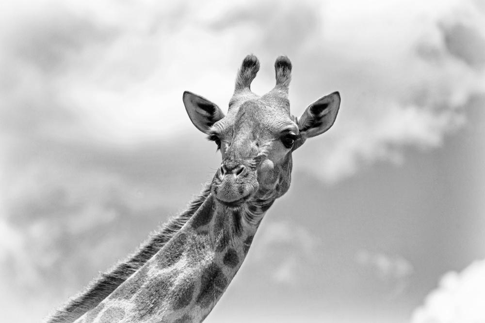 The giraffe - Wildlife V à Regine Richter
