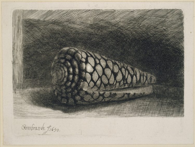 The Shell à Rembrandt Harmenszoon van Rijn
