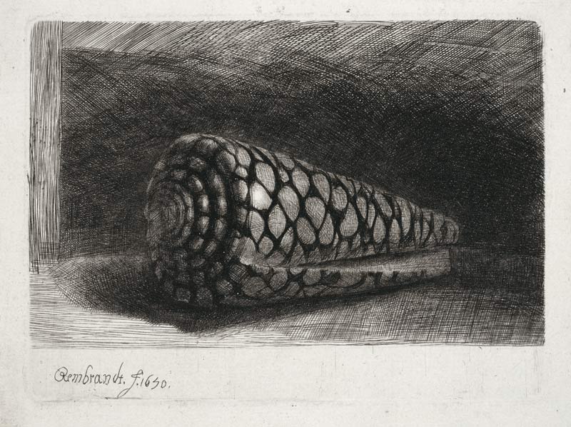 Die Muschel à Rembrandt Harmenszoon van Rijn