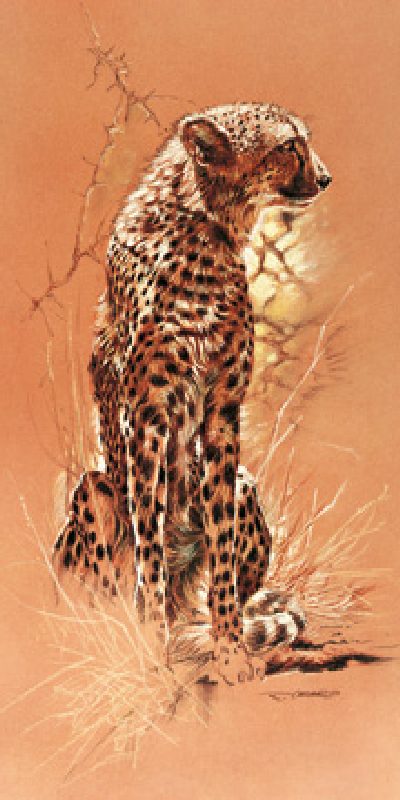 Cheetah à Renato Casaro