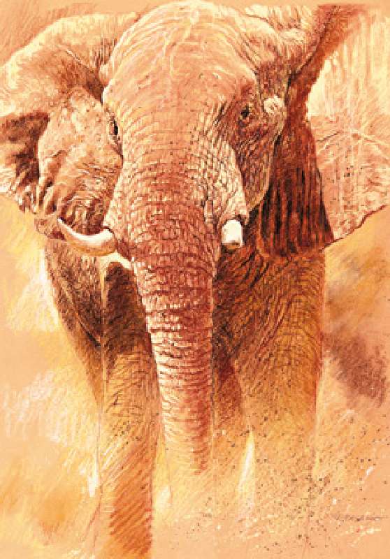 Elefant Study à Renato Casaro