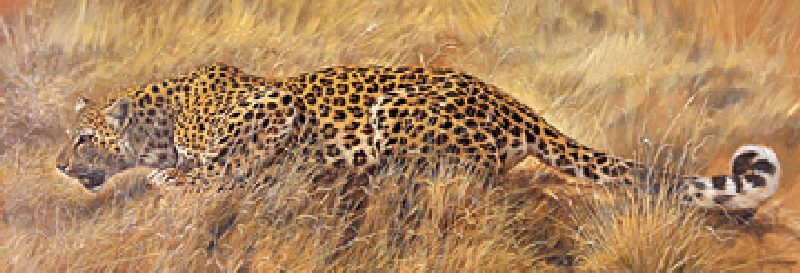 Leopard à Renato Casaro