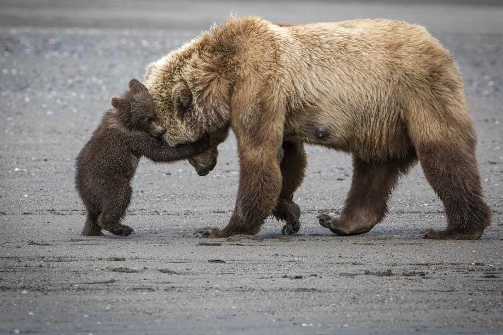 A Little Bear Hug à Renee Doyle