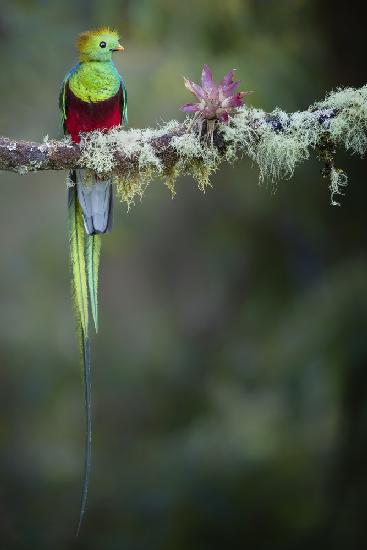 Colours of the Male Quetzal