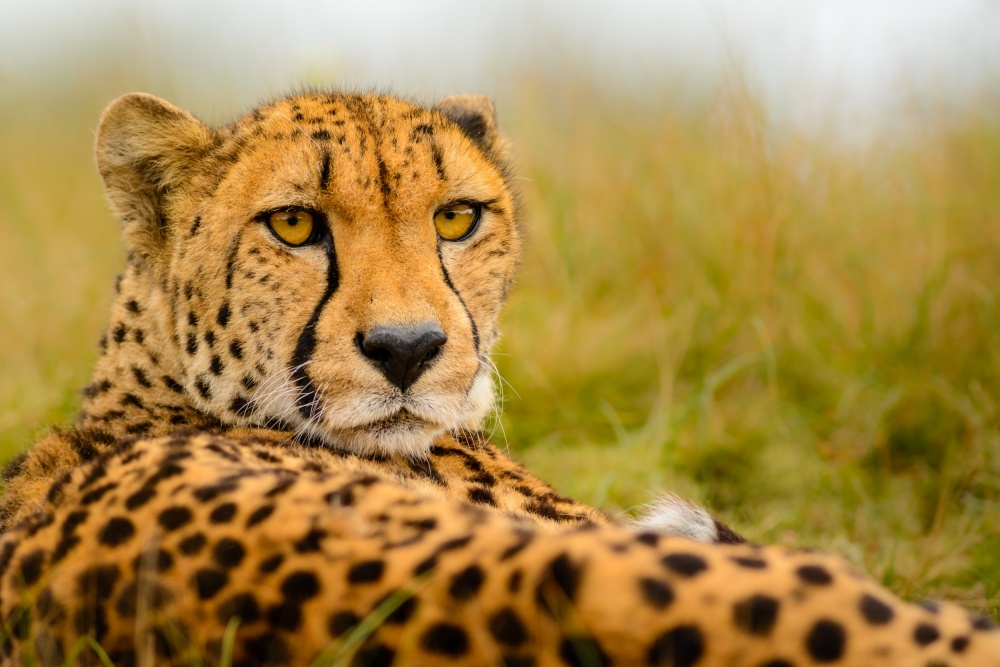 Cheetah stare à Richard Guijt