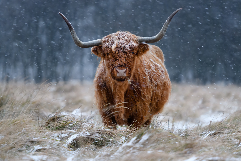 Snowy Highland cow à Richard Guijt