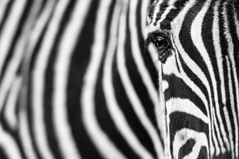 Zebra stripes à Richard Guijt