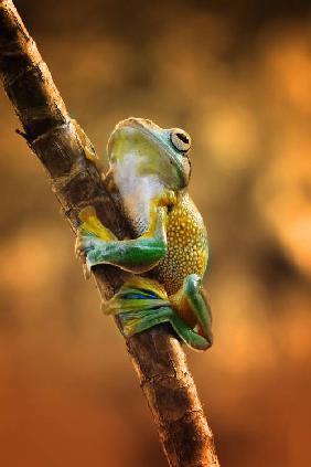 Climb (photographie d'une grenouille)