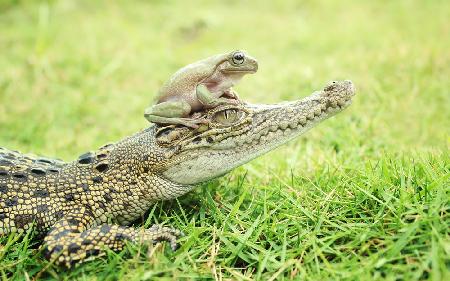crocodile and toad