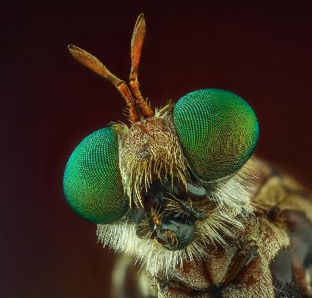 Robberfly