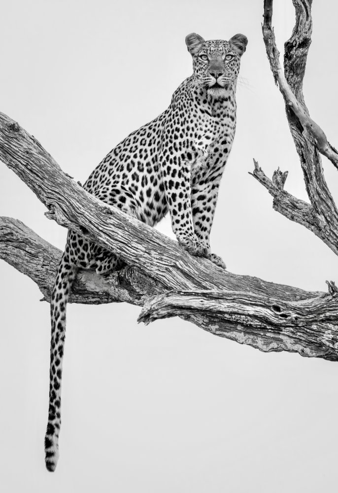 Leopard Portrait - Mono Var à Rob Darby