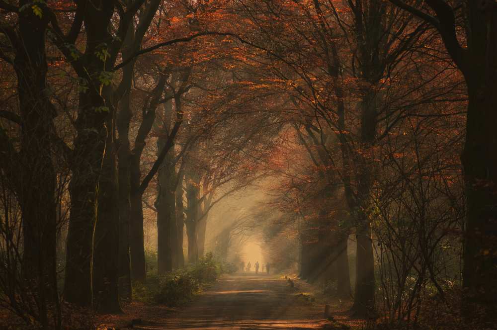 Autumn walk à Robert