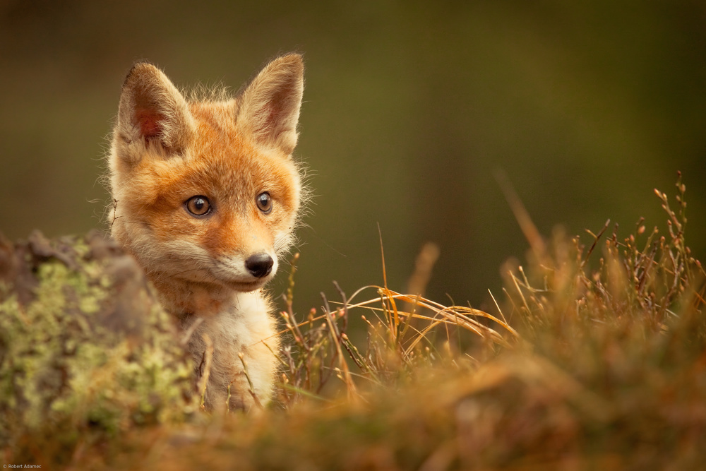 Fox à Robert Adamec