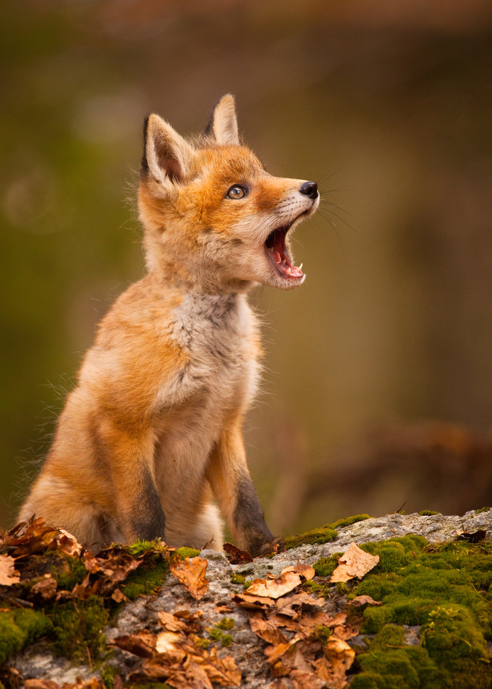 Fox à Robert Adamec