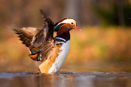 Mandarin duck