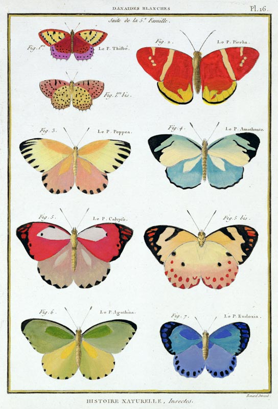 Butterflies from 'Histoire Naturelle des Insectes' by M. Olivier (coloured engraving) à Robert Benard