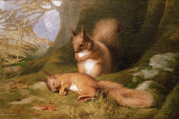 Squirrels in a Wood à Robert Collinson