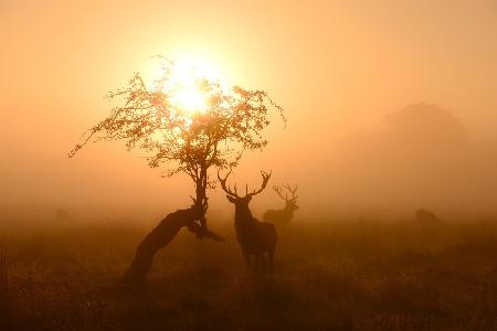 Guardians of Light