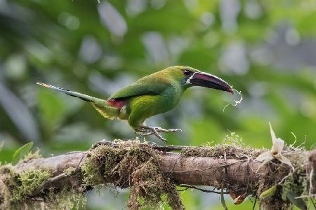 Crimson_Rumped Toucanet