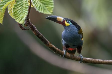 Plate_Billed Mountain Toucanet