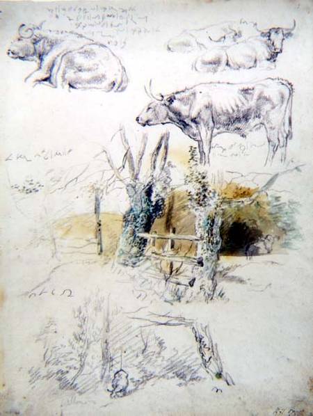 Cattle Studies à Robert Hills