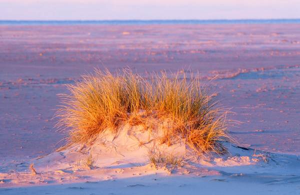 Leuchtendes Dünengras im Morgenlicht am Strand à Robert Kalb