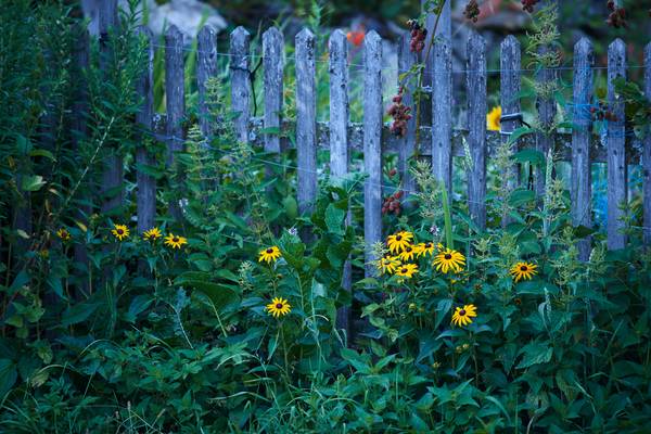 Romantischer Bauerngarten mit gelben Blumen und Holzzaun à Robert Kalb