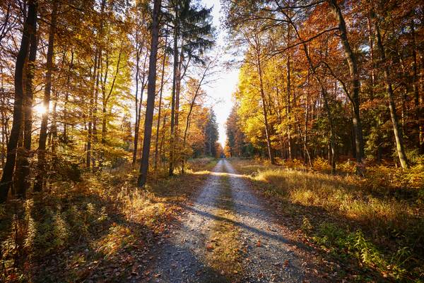Romantischer Forstweg durch einen goldenen Herbstwald à Robert Kalb