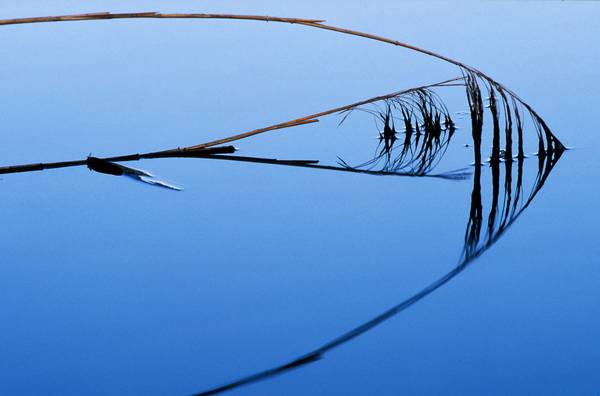 Schilfrohr Spiegelung im blauem Wasser à Robert Kalb