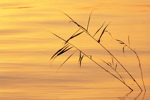 Stimmungsvolles Morgenlicht am Bodensee à Robert Kalb