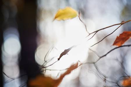 Äste mit bunten Herbstblättern im Gegenlicht.