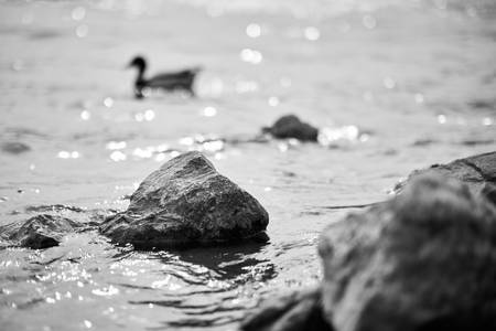 Am Ufer der Alten Donau schwimmt eine Ente hinter den Steinen