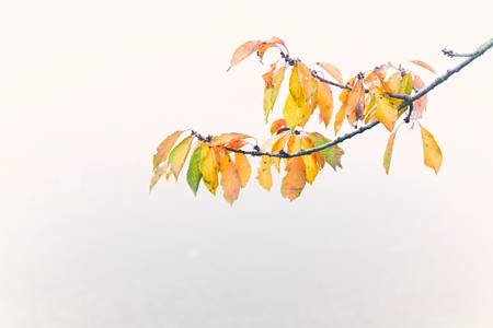 Bunte Herbstblätter auf einem Zweig im Nebel
