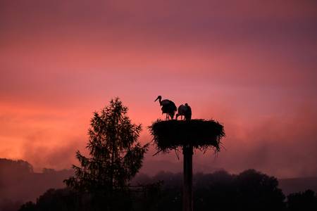 Drei Störche im Nest im Abendrot