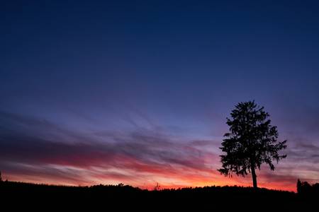 Eine Baumsilhouette vor dem leuchtenden Himmel.