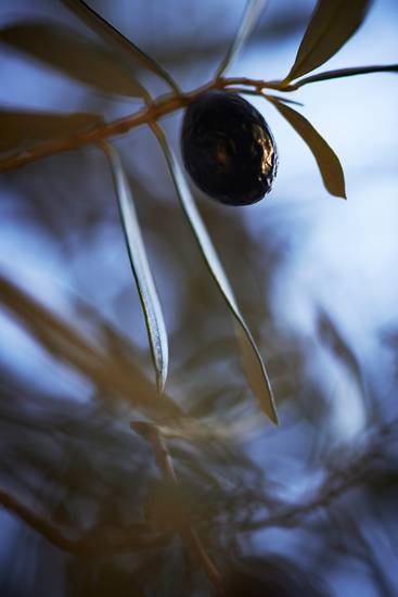 Eine dunkle Olive am Baum hängend