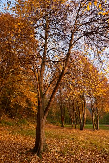 Goldener Herbst im Wienerwald
