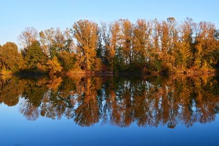 Herbtsliche Bäume spiegeln sich im Fischteich