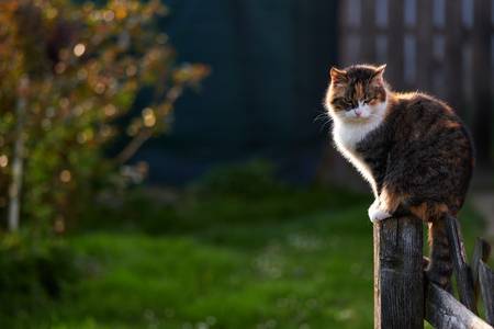 Katze sitzt auf einem Zaun im Gegenlicht